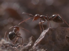 自然世界：沙漠蚁帝国（Natural World: Empire of the Desert Ants）