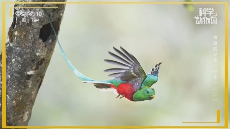 《科学动物园》 20260112 神奇的动物“外衣”（二）