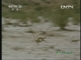 人与自然 《人与自然》 20130530 自然发现 自然影片拍摄纪实（中）