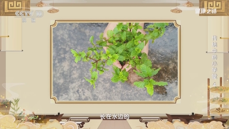健康之路 《健康之路》 20240612 传统中药小学堂 4