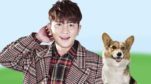 战斗吧萌犬 第3期：大左家短腿柯基竟是跨栏高手