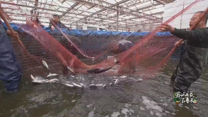 致富经 《致富经》 20230307 我的收获在春天 蔬菜棚里鱼儿欢