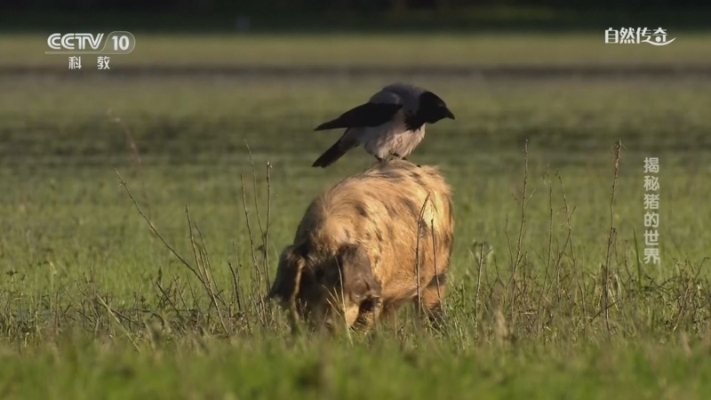 《自然传奇》 20251221 揭秘猪的世界