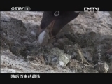 魅力纪录（CCTV-1综合频道） 《魅力纪录》 20120703 冰冻星球 第二集 春季
