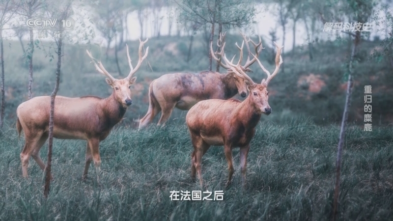 解码科技史 《解码科技史》 20231209 重归的麋鹿
