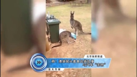 蓝天娱乐快报 2016 7月 萌 澳袋鼠头套食品袋乱撞与汽车