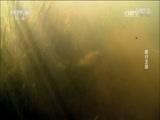 自然传奇 《自然传奇》 20170504 爬行王国