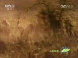 人与自然 《人与自然》 20160712 猎豹妈妈传奇（下）