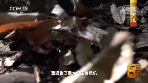中国影像方志 《中国影像方志》 第517集 云南巧家篇