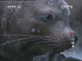 动物世界 《动物世界》 20121216 王族盛宴