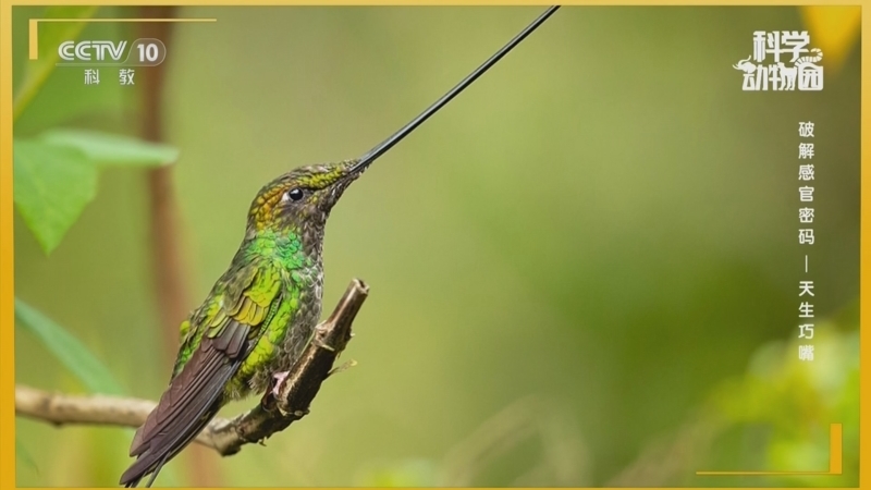 《科学动物园》 20251124 破解感官密码——天生巧嘴