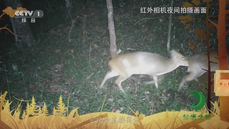 秘境之眼 《秘境之眼》 小麂 20230705