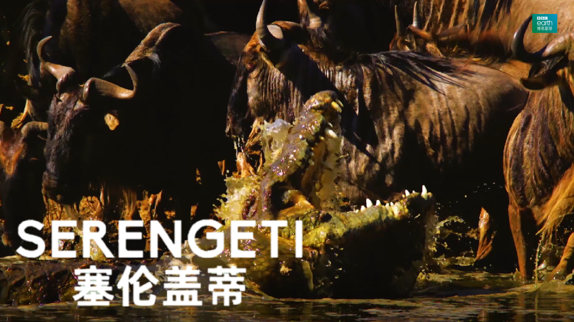 失散与重聚