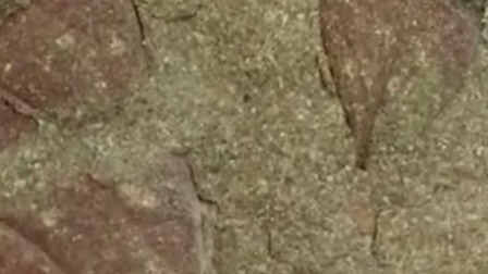 @所有人 珠峰地区发现1500万年前叶片化石