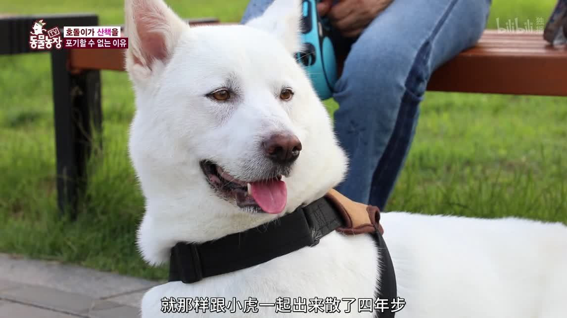 动物农场2020 不良习惯的狗狗