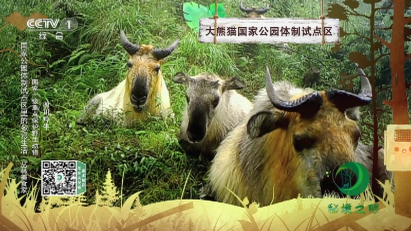 《秘境之眼》 大熊猫/白马鸡/四川羚牛/黄喉貂/小麂/赤狐 20211005