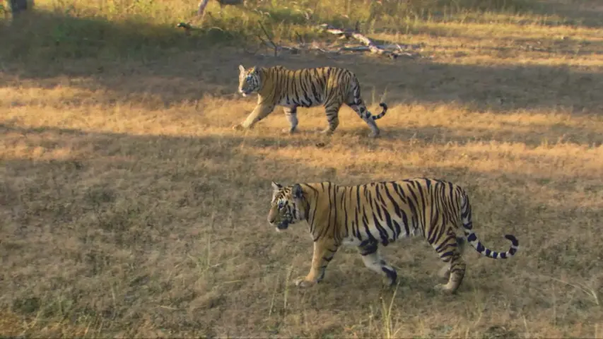 《野外生存》第6集