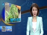 东南晚报 《东南晚报》 20160606