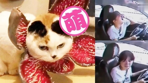 爆笑精选 萌猫咪COS噬元兽毫无违和感，女子驾考五次失败车内崩溃