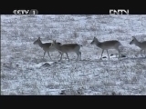 魅力纪录（CCTV-1综合频道） 《魅力纪录》 20120814 东亚生态大勘探 第二集