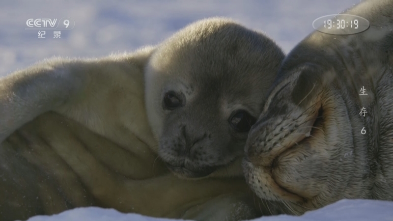 《生存》 第6集 抉择