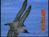 动物世界 动物世界 2010年 第232期