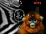 动物世界 《动物世界》 20111008