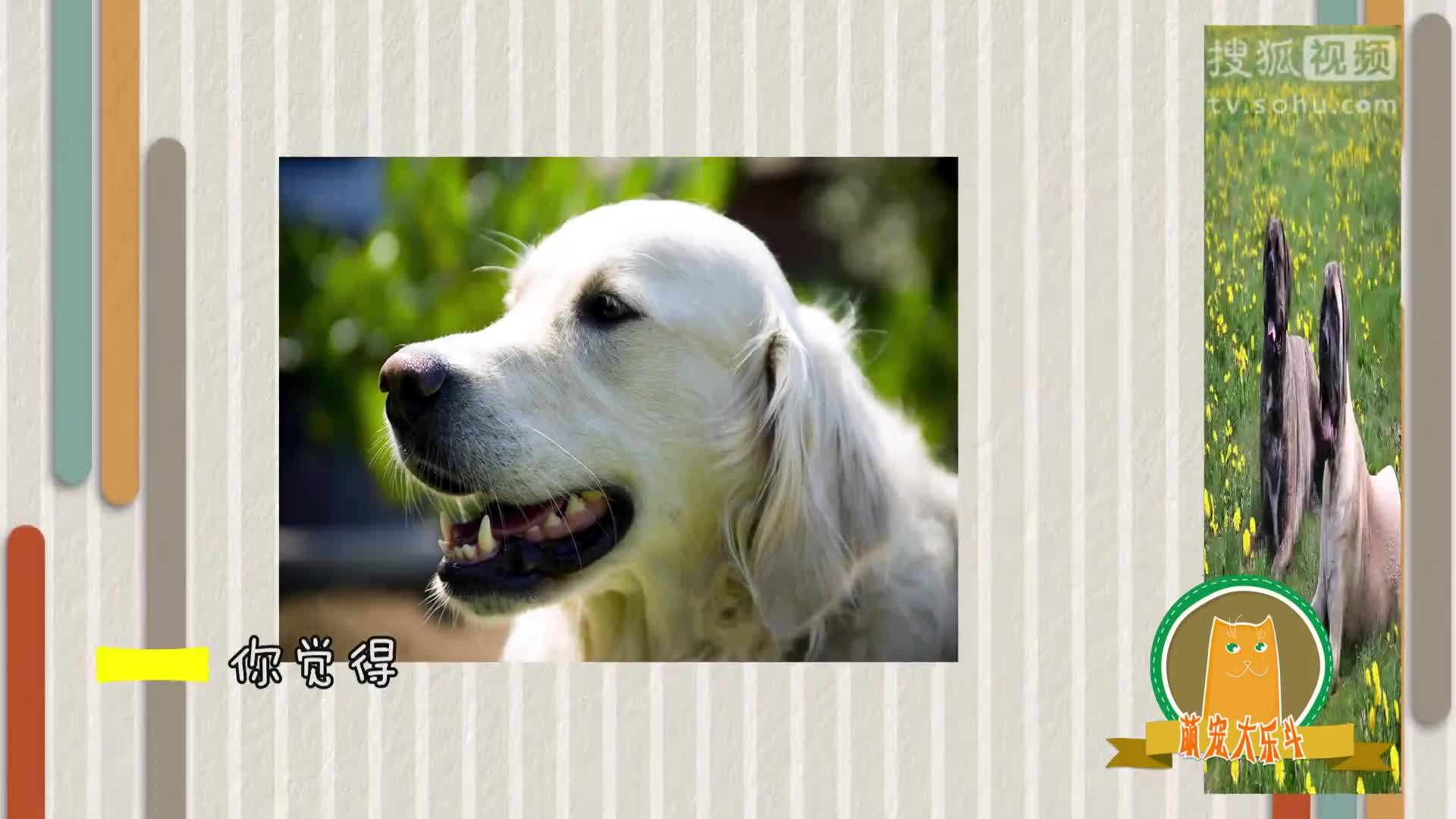 萌宠大乐斗 萌宠大乐斗217   过年放假，宠物代养要注意些什么？