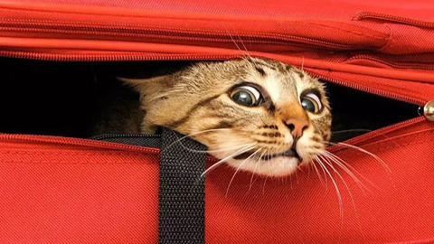 喵客帝国 看到第几只猫你笑了？