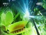 人与自然 《人与自然》 20150927 人物亲历：狼人夫妻（下）
