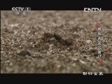 动物世界 《动物世界》 20130907 蚂蚁帝国兴衰记