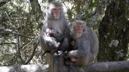 去台湾不可错过的四大观猴圣地 这些猕猴的智商也太高了吧
