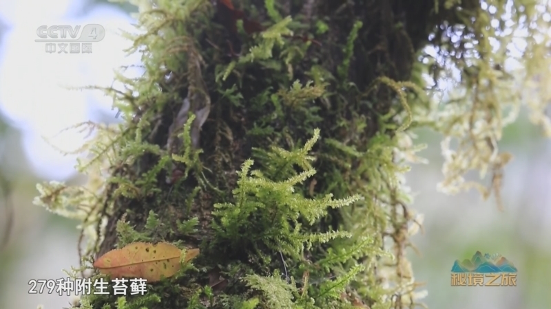 远方的家 《远方的家》 20241024 秘境之旅 山水云贵 神奇自然