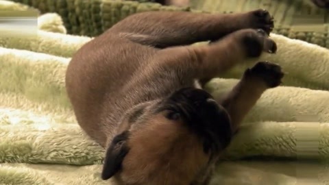 萌宠养成计划 斗牛犬宝宝