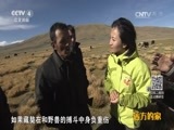 远方的家 《远方的家》特别节目 了不起的挑战 20160818