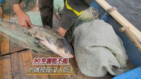 30年前在农村供不应求的白鲢，为啥现在很少人吃？是味道变了吗