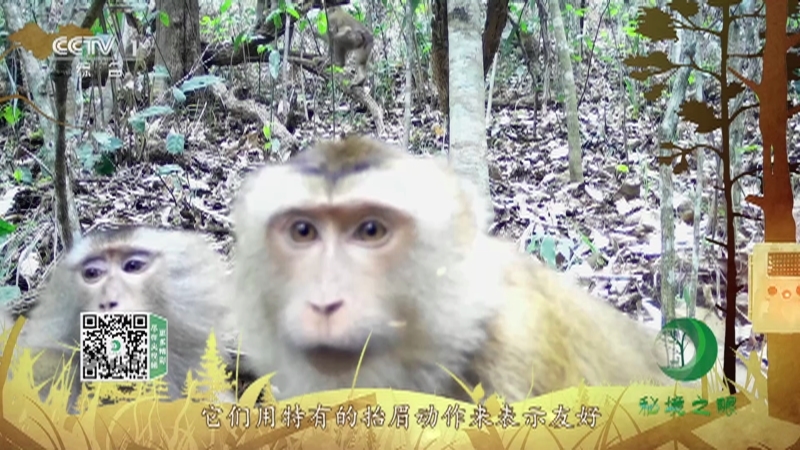 秘境之眼 《秘境之眼》 北豚尾猴 20220430