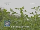 我爱发明 《我爱发明》 20141118 快割苜蓿