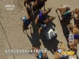 远方的家 《远方的家》长城内外 第176集 美丽驼乡 阿拉善 20160627