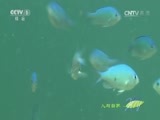 人与自然 《人与自然》 20151225 大堡礁——从珊瑚礁到雨林（下）