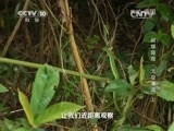 地理中国 《地理中国》闽域奇观·太极清流（上）20150115