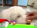 狗狗日记 第149天 鼻子顶饼干特训