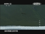 《魅力纪录》 20121005 鸟瞰地球 第五集 亚洲和澳大利亚