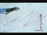 动物世界 《动物世界》 20121206 猎手争霸赛·毅力篇
