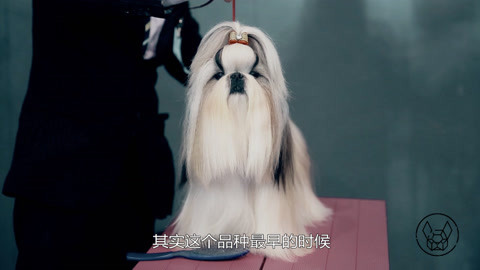 一犬一话 来自唐朝的名犬 现在去哪了