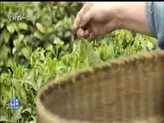 名师公开课 《茶香四溢：龙井问茶》授课教师：陈路遥