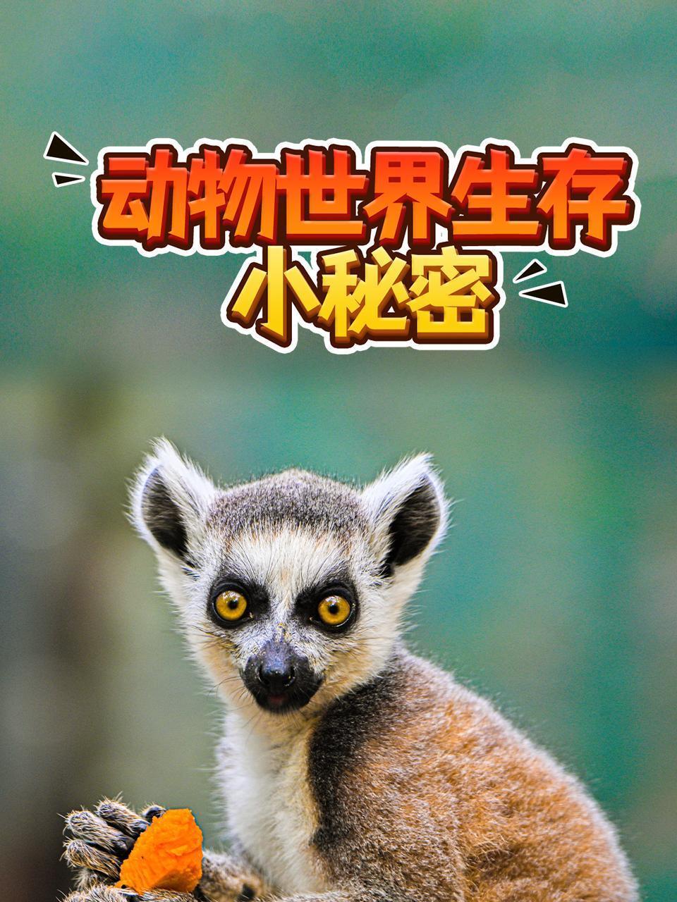 动物世界生存小秘密