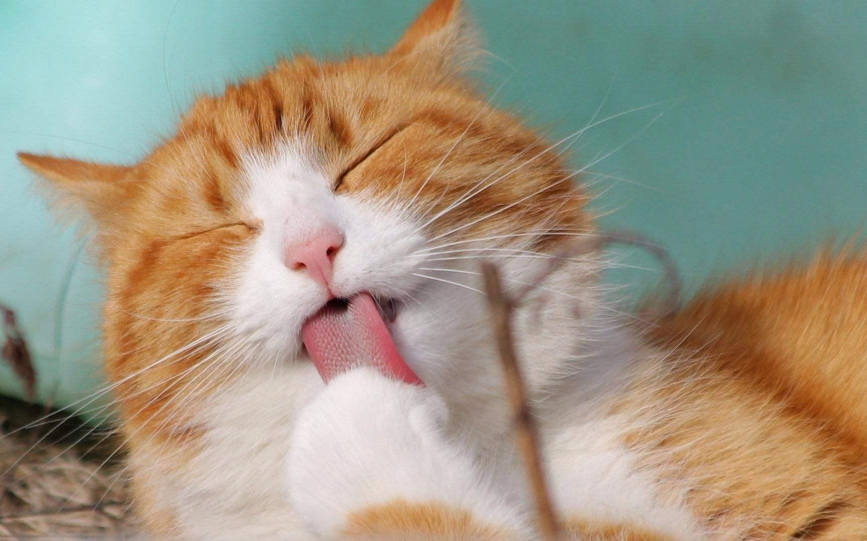 萌宠大乐斗 萌宠大乐斗243  小奶猫对着你喵喵叫，你能不被萌倒吗？