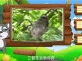 看图识物 蜜獾 鼩鼱 树懒