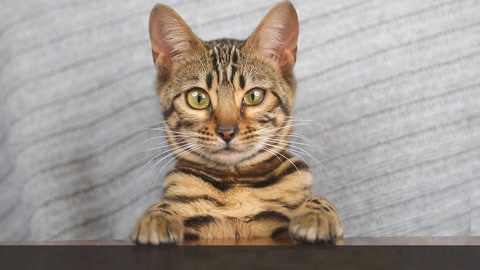 喵客帝国 猫界离婚率上升为哪般？